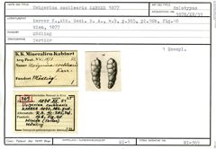 Karteikarte zum Holotyp von Uvigerina cochlearis Karrer, 1877